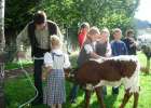 Versteigerung Kalb